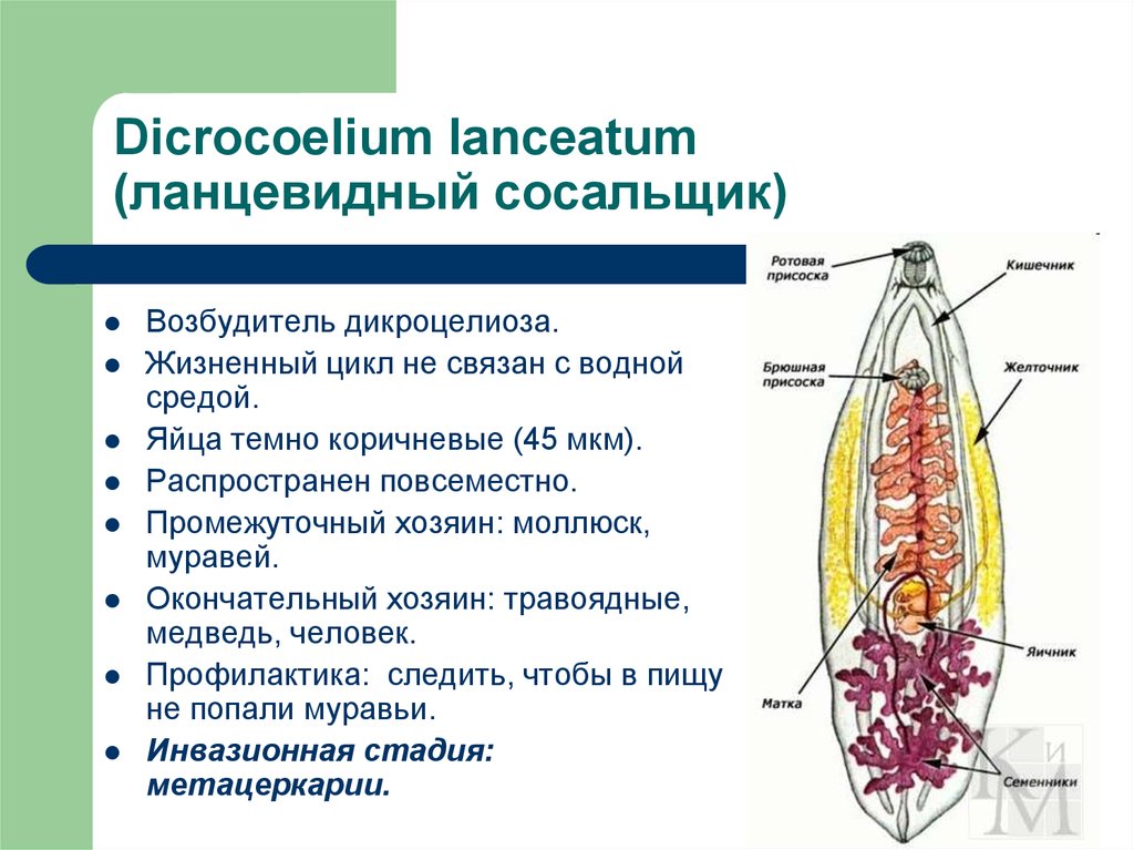 Патогенное действие сосальщиков. Ланцетовидный сосальщик (Dicrocoelium lanceatum). Инвазионная стадия Dicrocoelium lanceatum. Dicrocoelium lanceatum строение. Окончательный хозяин Dicrocoelium lanceatum.
