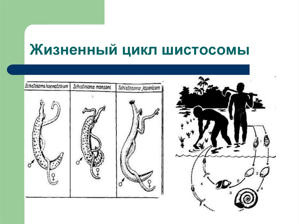 Жизненный цикл шистосомы. Шистосома кровяная жизненный цикл. Шистосома гематобиум жизненный цикл. Shistosoma mansoni жизненный цикл. Schistosoma SPP жизненный цикл.