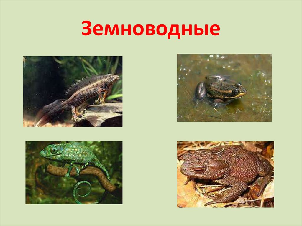 Признаки земноводных