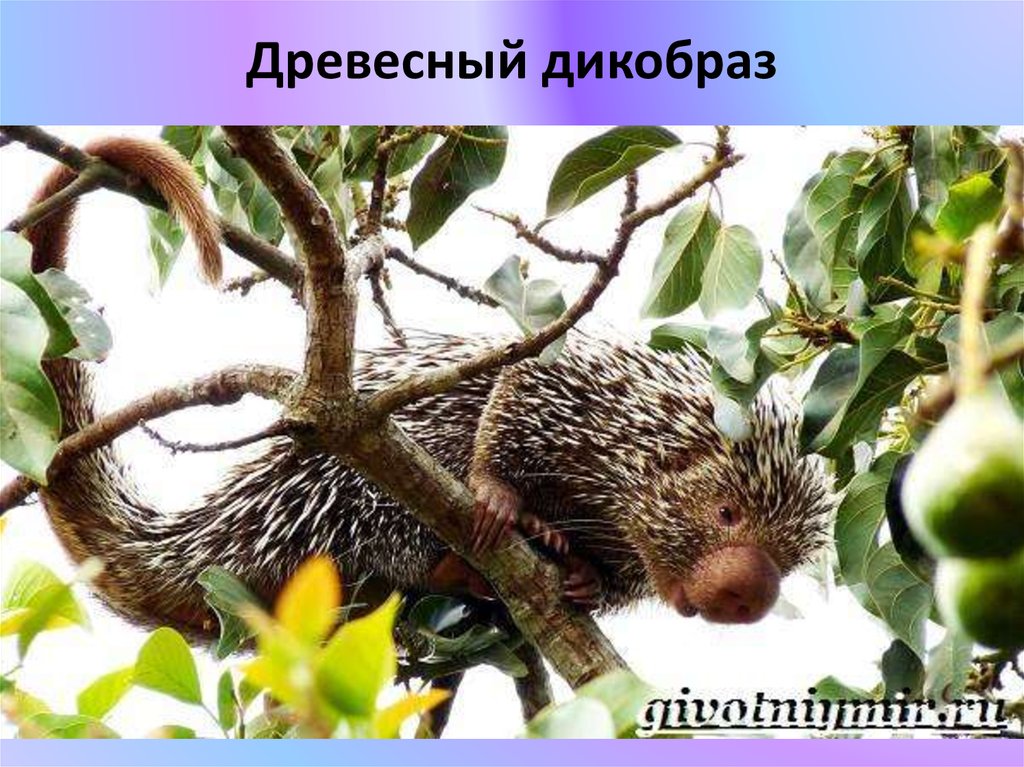 Древесный дикобраз
