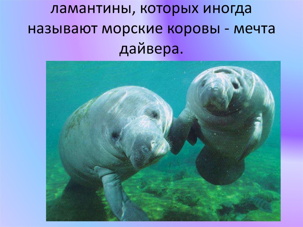 ламантины, которых иногда называют морские коровы - мечта дайвера.