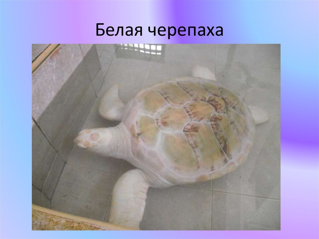 Белая черепаха