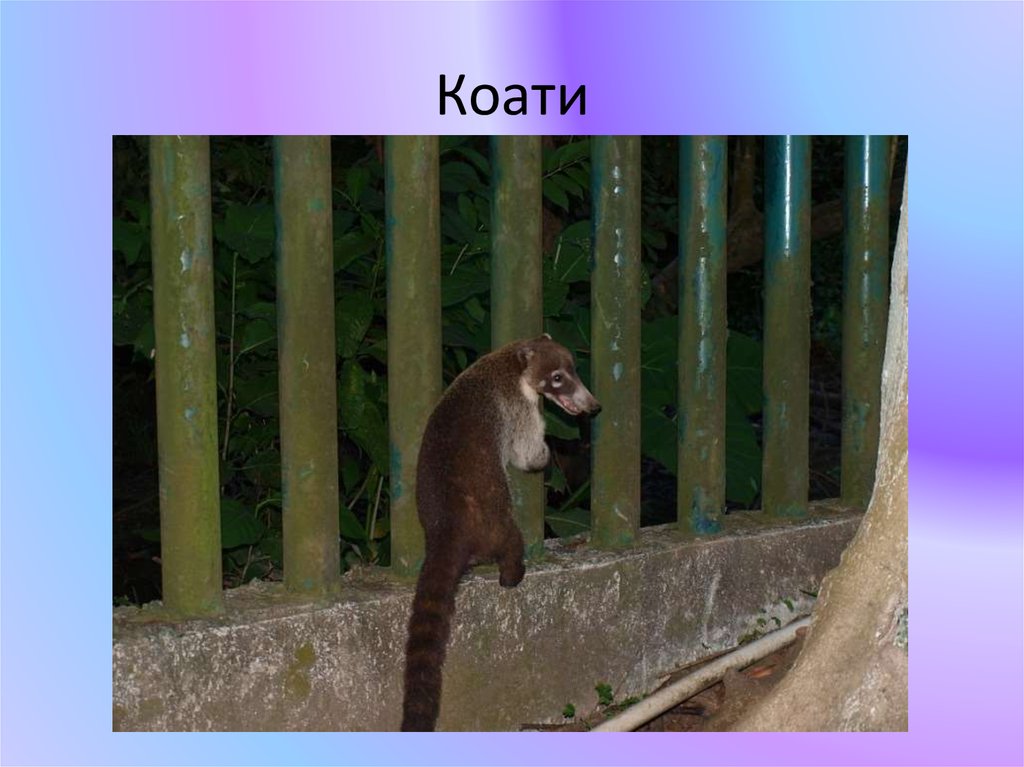 Коати