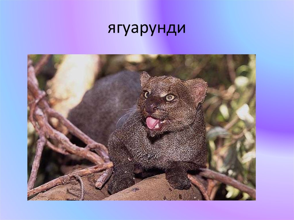ягуарунди