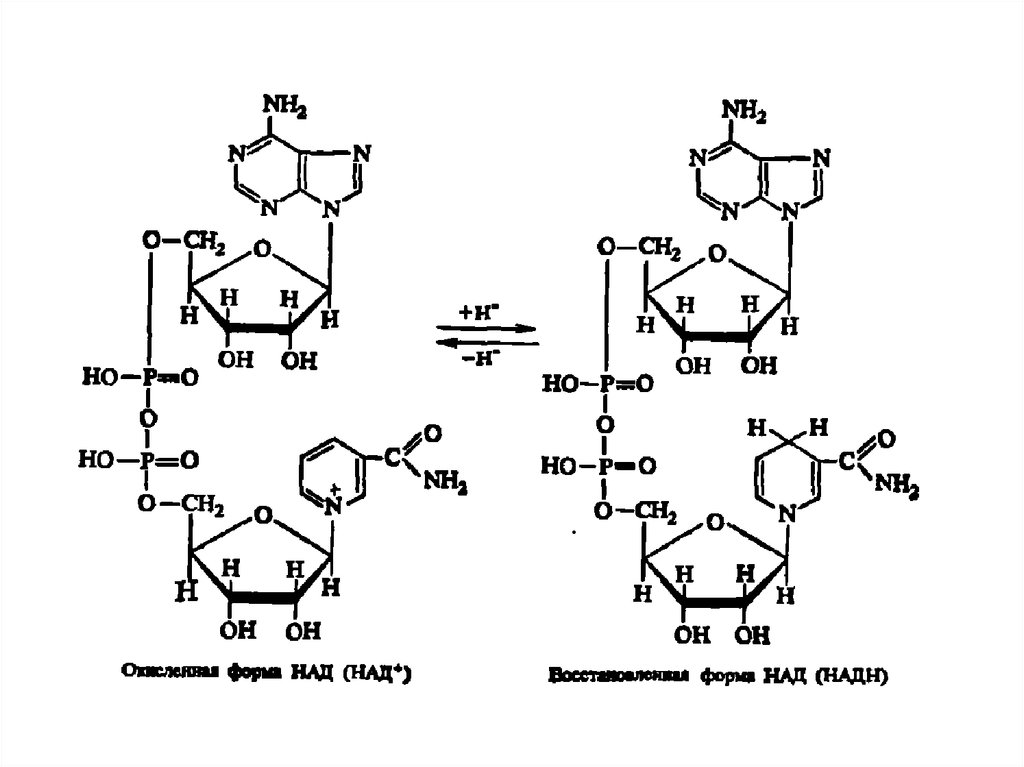 Восстановление над. Над+ и НАДФ+. Над и надн2 формула. Над и НАДН формулы. Над и НАДФ биохимия.