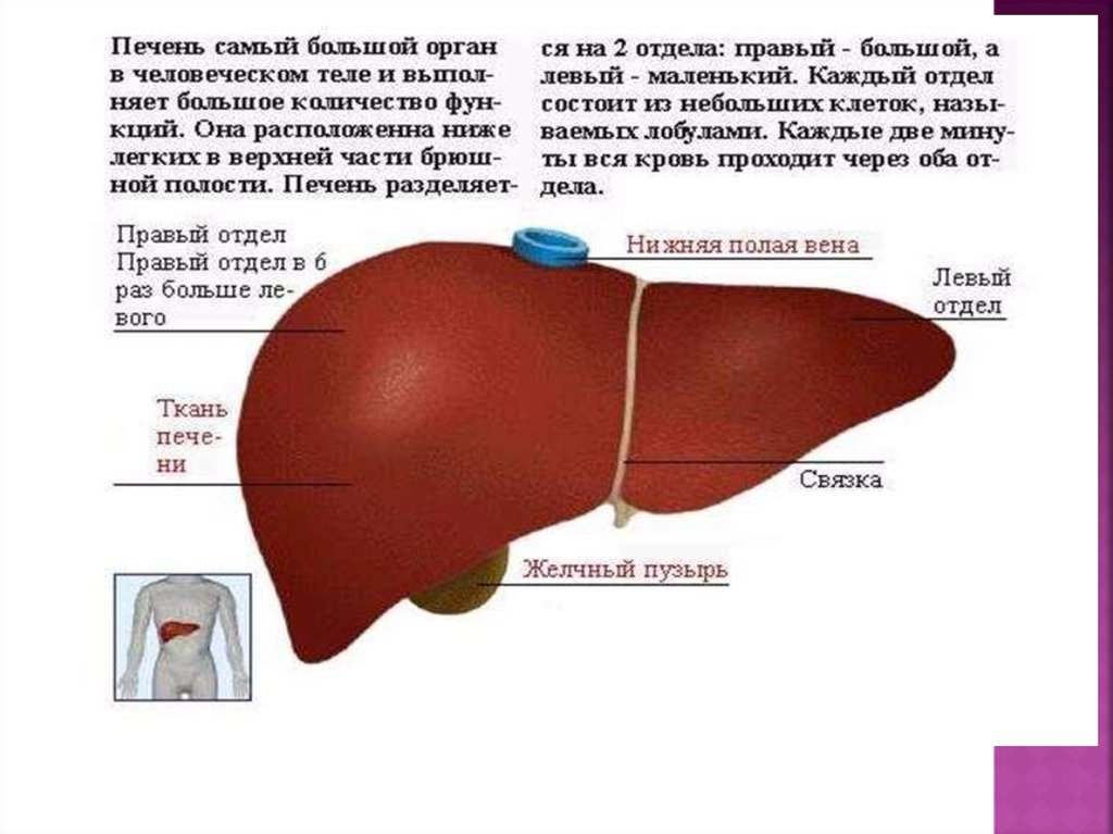 Печень вещества. Вещество печени разделено на. Правую и левую доли печени отделяет.