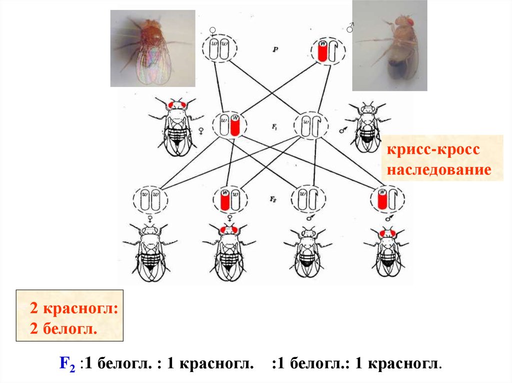 Мыши сцеплены хвостами