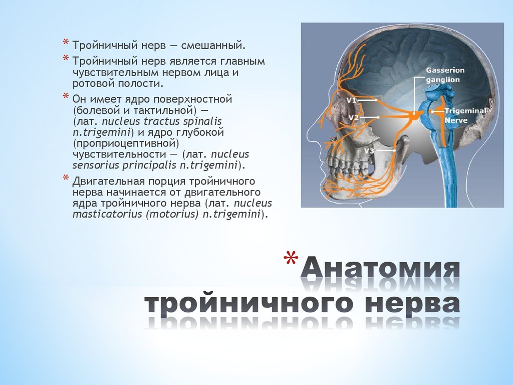 Тройничный нерв иннервирует