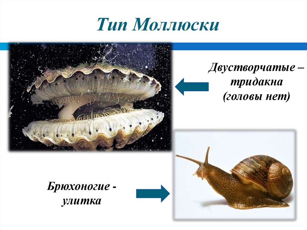 Беззубка консумент