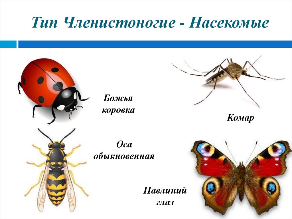 Насекомые относятся к типу членистоногие. Членистоногие насекомые. Тип Членистоногие. Членистоногие класс насекомые. Виды класса насекомых.