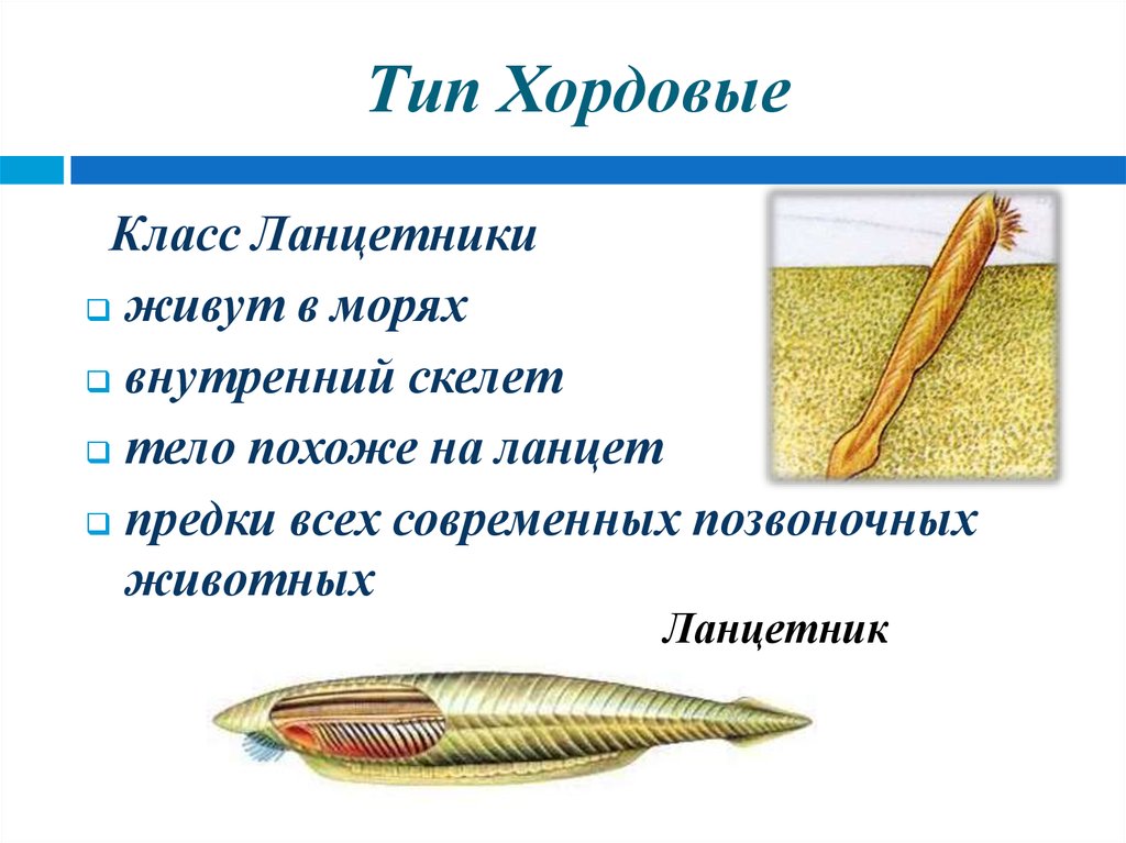 Презентация тип хордовые 7 класс пасечник линия жизни