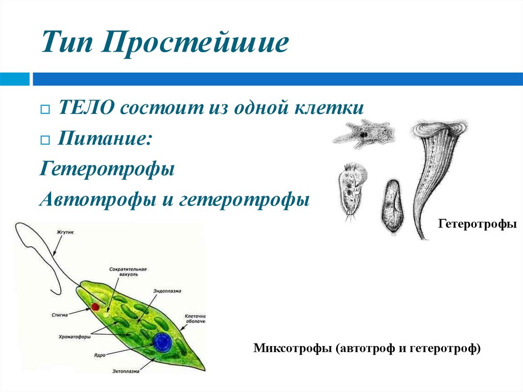 Тело организмов состоит из. Протисты миксотрофы. Тип простейшие. Типы простейших животных. Тип простейшие класс.