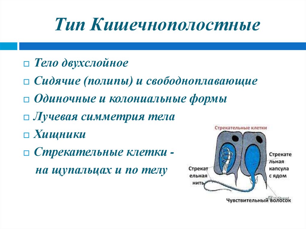 Кишечнополостные имеют стрекательные клетки