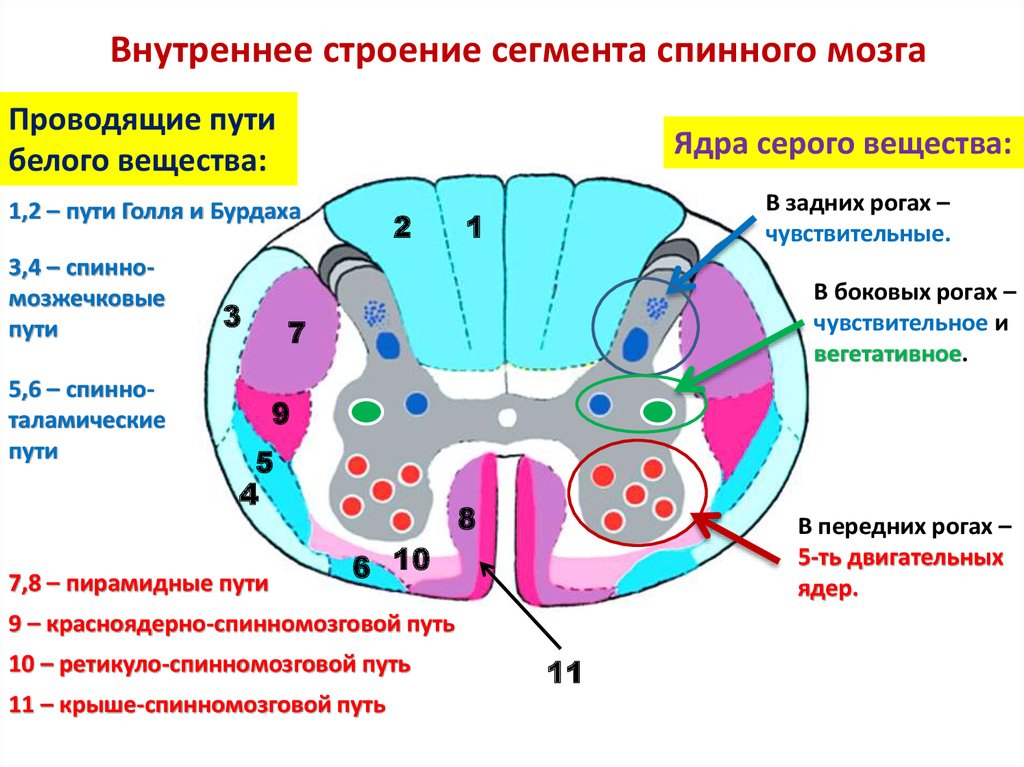Где находится сегменты. Строение серого вещества анатомия. Схема внутреннего строения спинного мозга. Строение серого вещества спинного мозга анатомия. Проводящие пути спинного мозга схема.