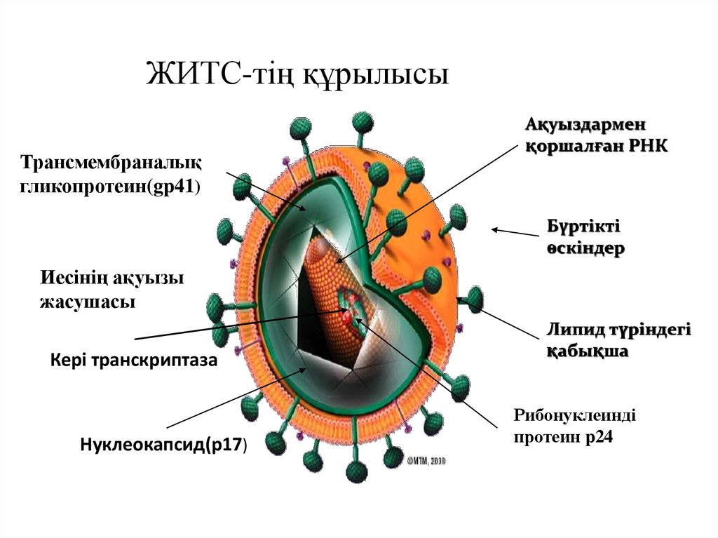 Вич презентация казакша