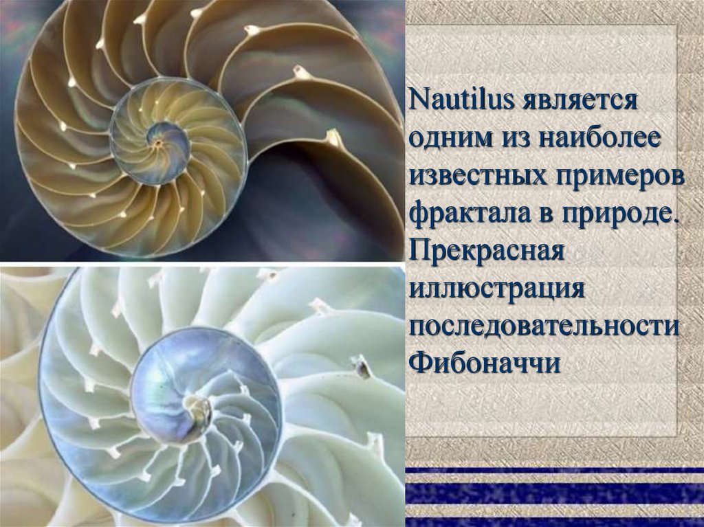 Фракталы в природе - презентация онлайн