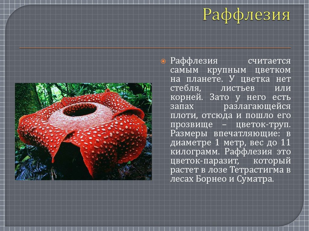 Сообщение о самом. Раффлезия биология. Раффлезия Арнольди описание. Раффлезия это хищное растение. Раффлезия растение паразит.