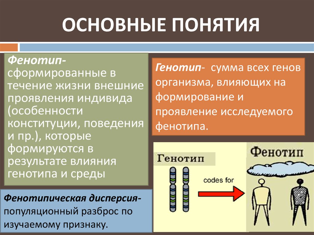 Пол индивида. Понятие фенотип. Понятие о генотипе и фенотипе. Конституционные особенности индивида. Примеры что характер человека формируется на протяжении всей жизни.