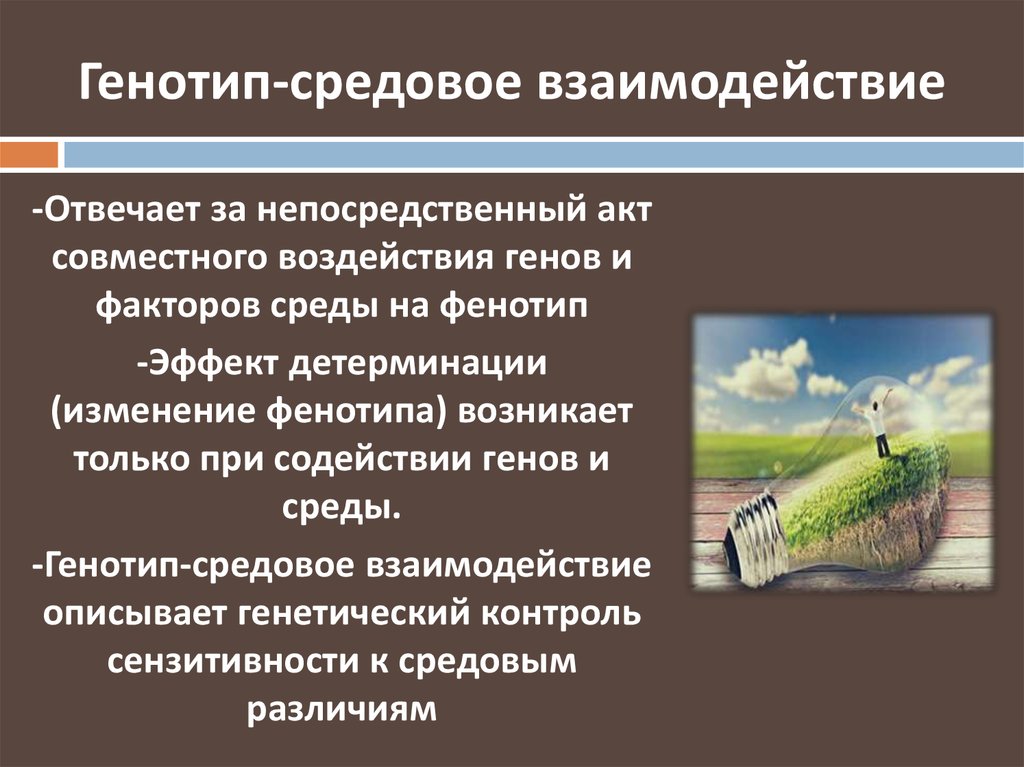 Взаимодействие генотипа и среды при формировании признака презентация 10 класс