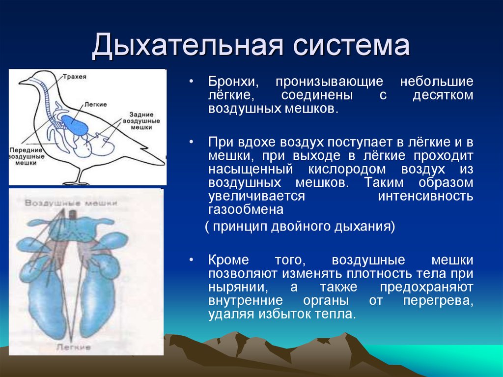 Воздушные мешки выполняют функцию