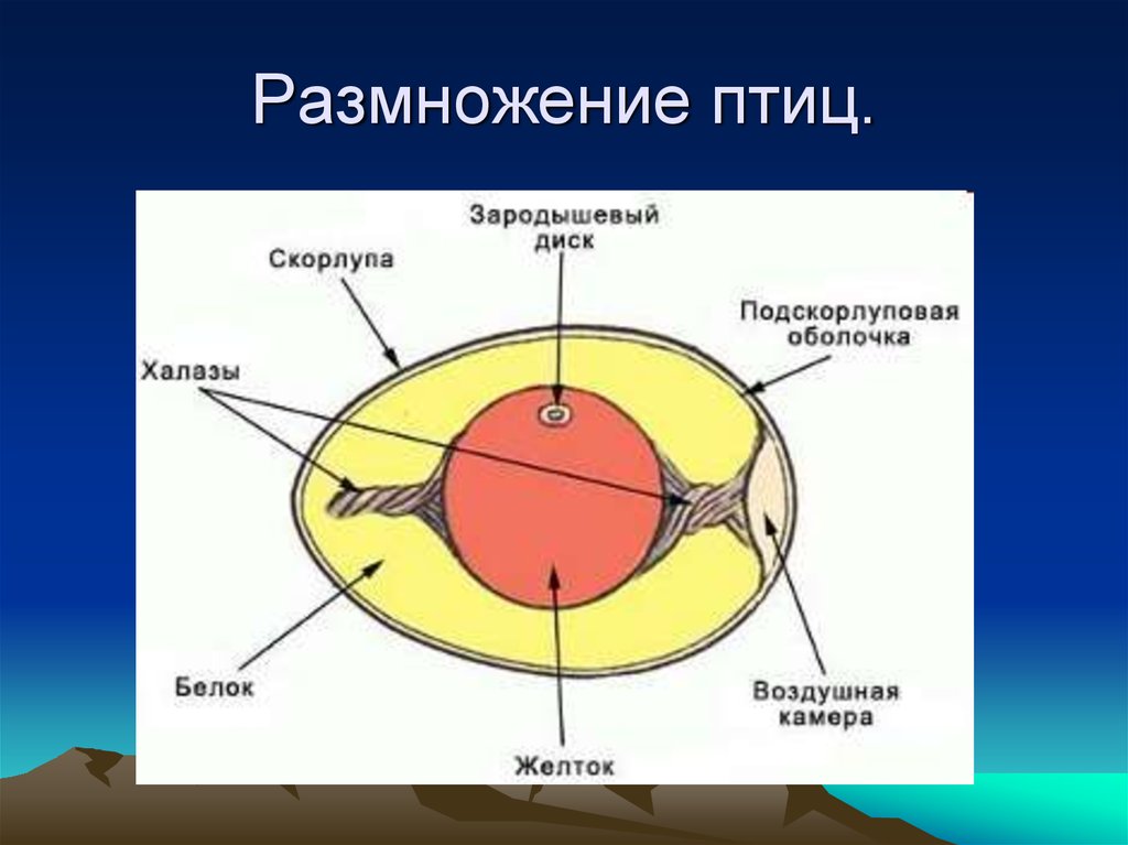 Функция воздушной камеры. Строение яйца птицы халазы. Схема строения яйца. Строение яйцеклетки яйцо. Строение яйцеклетки птицы.