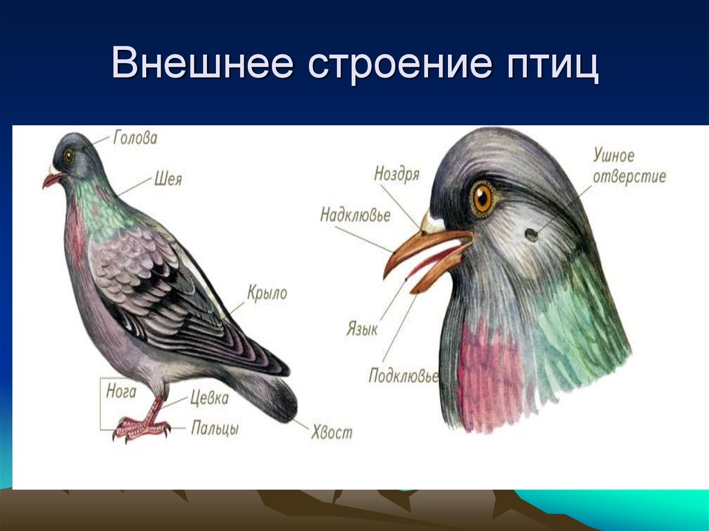 Биология строение птиц. Строение птицы. Внешнее строение птиц. Строение голубя. Внутреннее строение птиц.