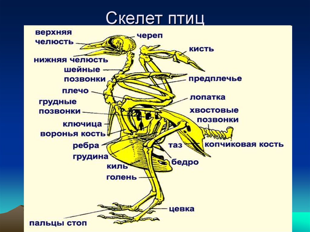 Строение птиц презентация 7 класс биология