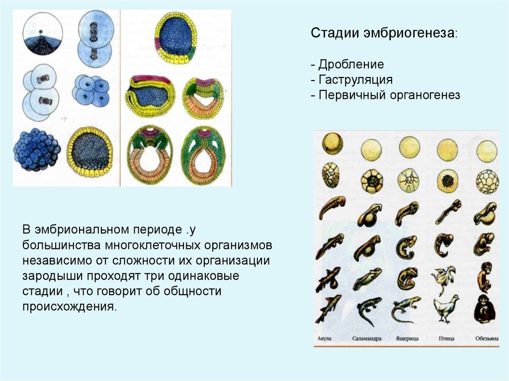 Классы многоклеточных животных