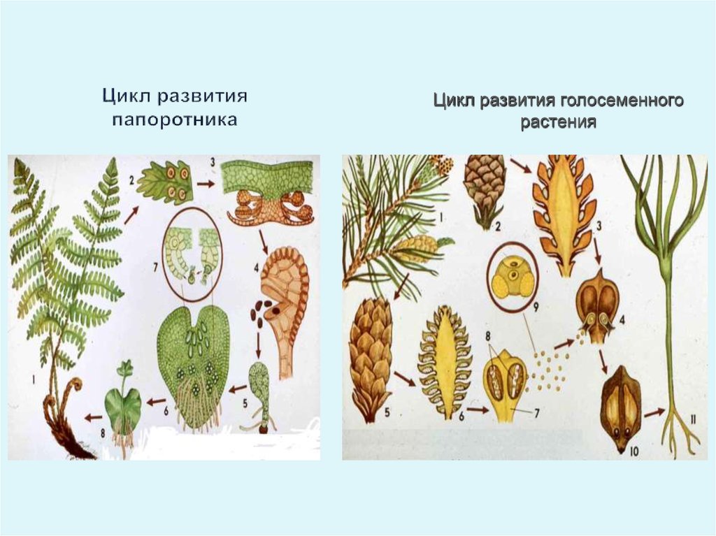 Циклы развития растений