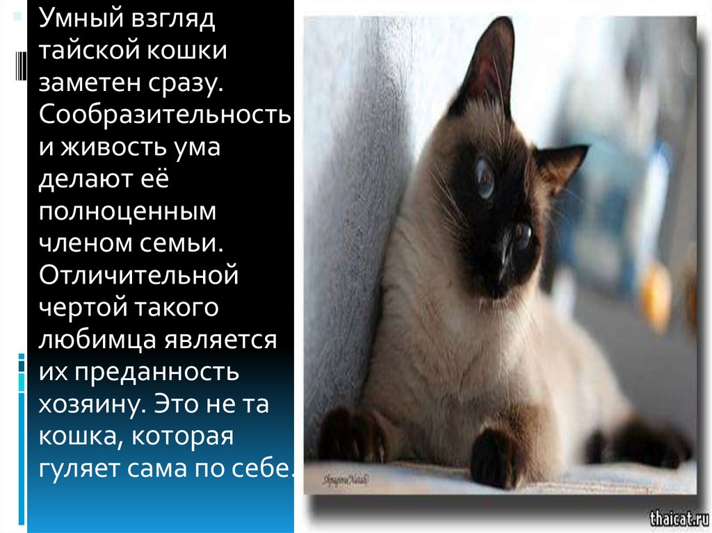 Сиамская кошка презентация