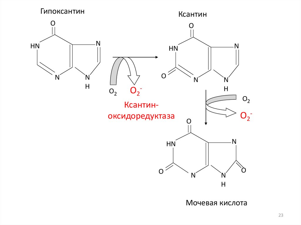 Гипоксантин формула. Гипоксантин ксантин мочевая кислота. Гипоксантина в ксантин и мочевую кислоту. Ксантин формула структурная. Синтез ксантина из мочевой кислоты.