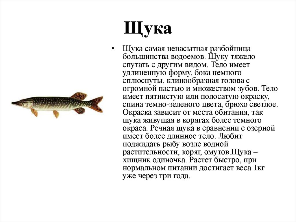 Рассказ про рыб. Щука описание рыбы. Краткая характеристика щуки 3 класс. Щука доклад 3 класс. Щука рыба описание для детей 1 класса.