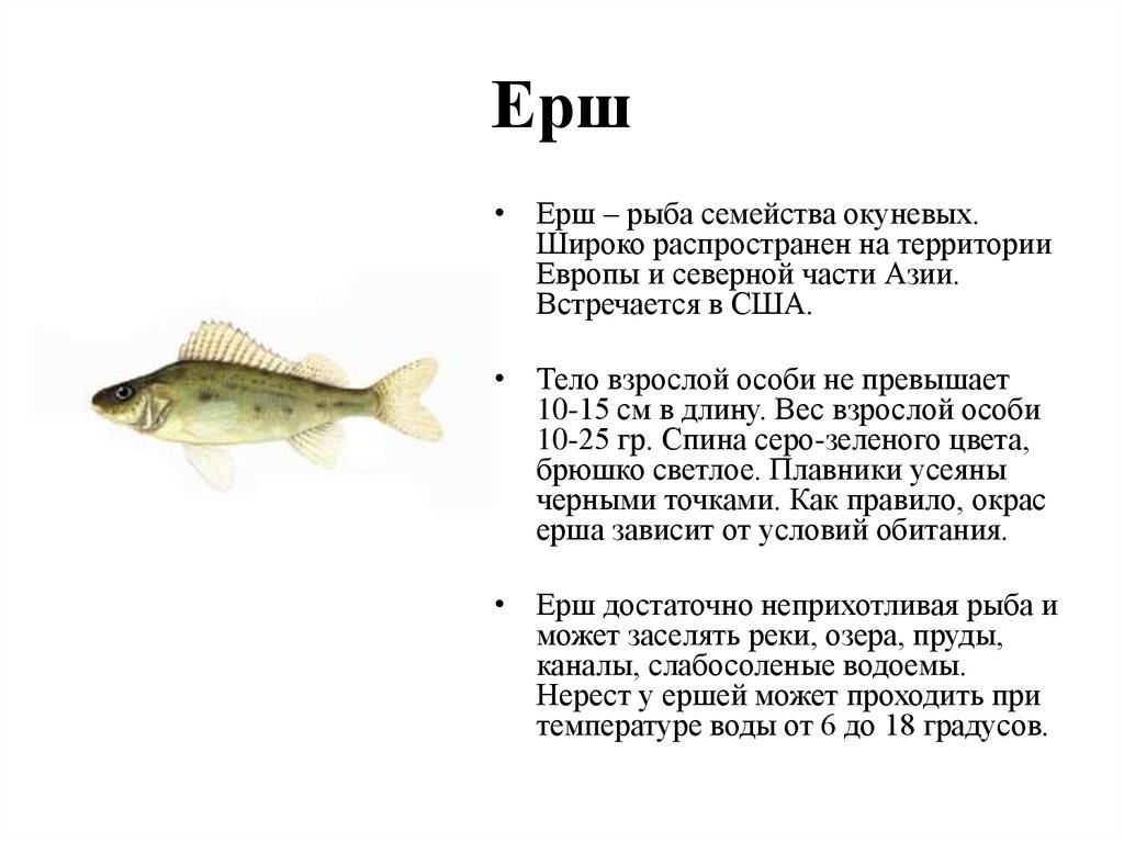 Рыба ребенок характеристика. Ерш рыба описание для детей. Семейство окуневых рыба Ерш. Рыба Ерш ареал обитания. Сообщение о Ерше.