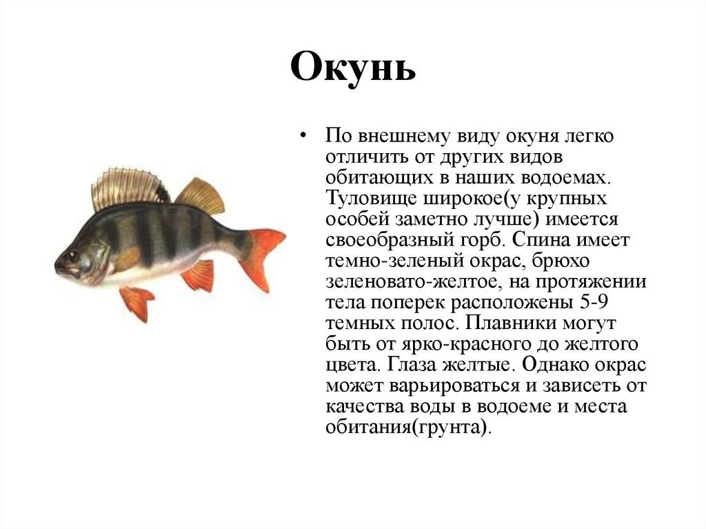 Описание окуня 1