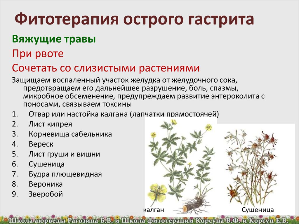 Какой травой лечат язву. Фитотерапия при заболеваниях. Фитотерапия при гастрите. Растения лекарственные для желудка. Фитопрепараты при гастрите.