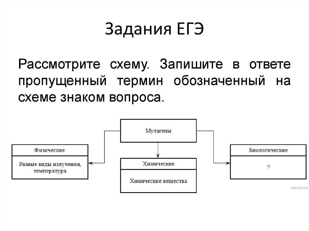 Блок схема изменчивость