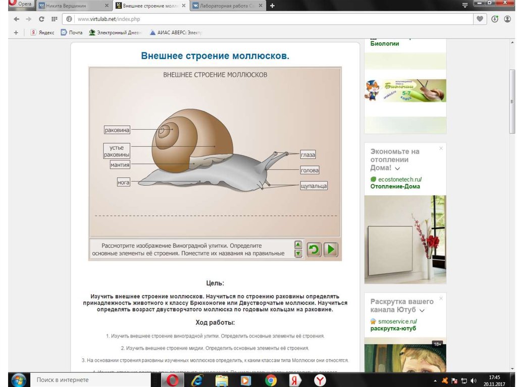 Лабораторная работа внешнее строение моллюска. ВИРТУЛАБ. ВИРТУЛАБ биология. Годичные кольца брюхоногого моллюска. ВИРТУЛАБ биология 7 класс.