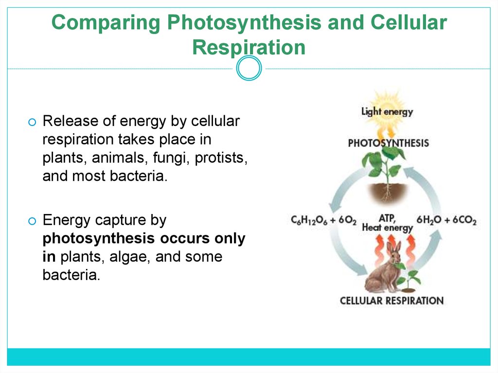 cellular-respiration-online-presentation