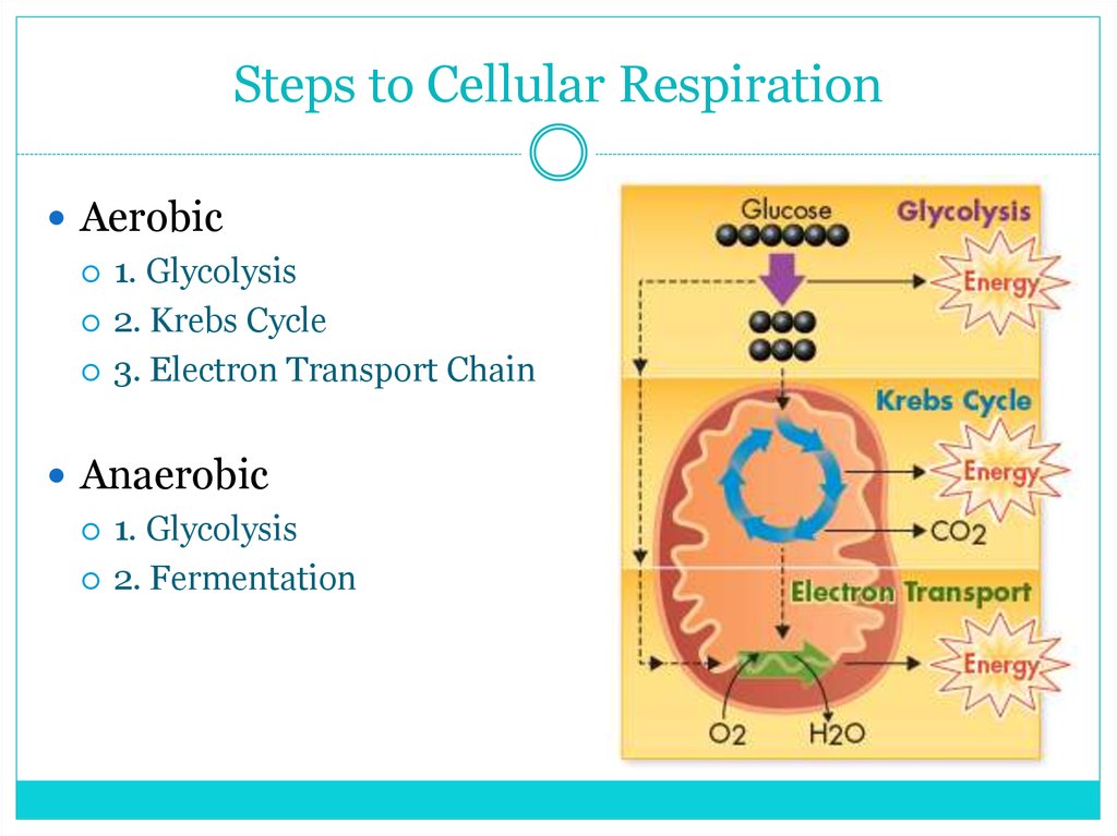 Cellular Respiration online presentation