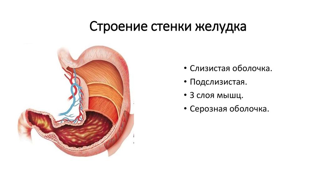 Функция оболочек желудка. Строение стенки желудка слои. Строение желудка анатомия слои. Слизистая оболочка желудка строение. Строение серозной оболочки желудка.