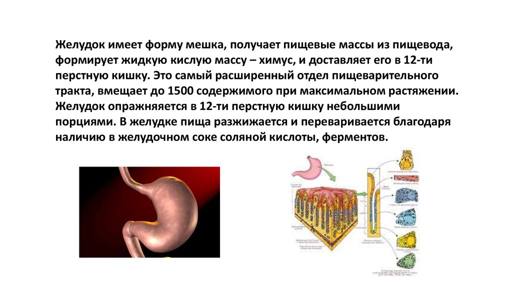 Желудок иллюстрация