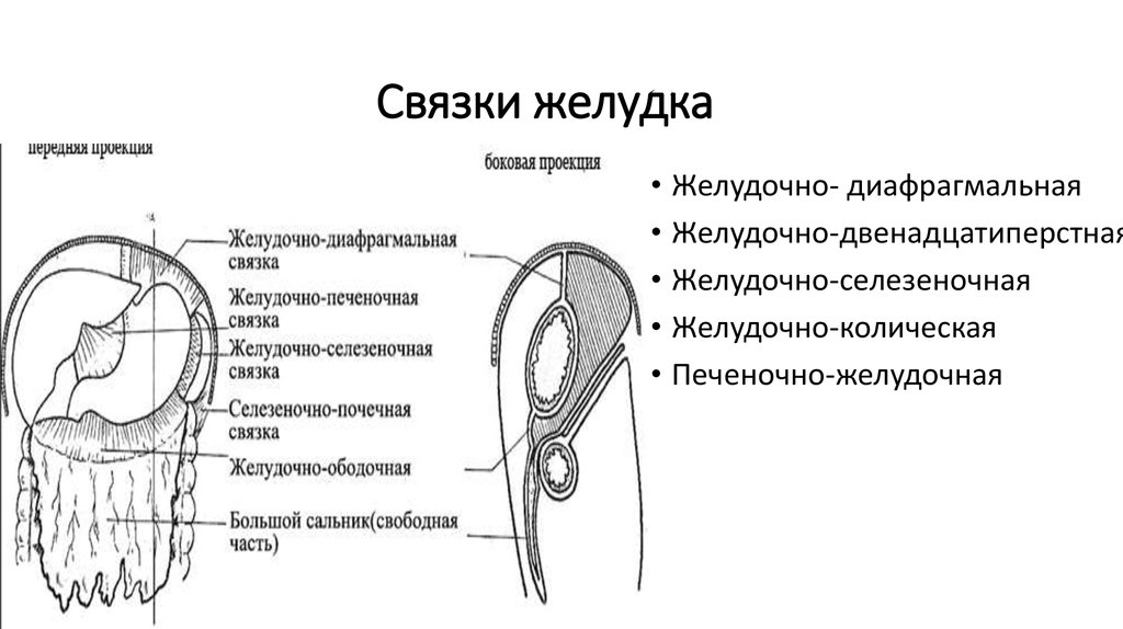 Печеночно желудочная связка