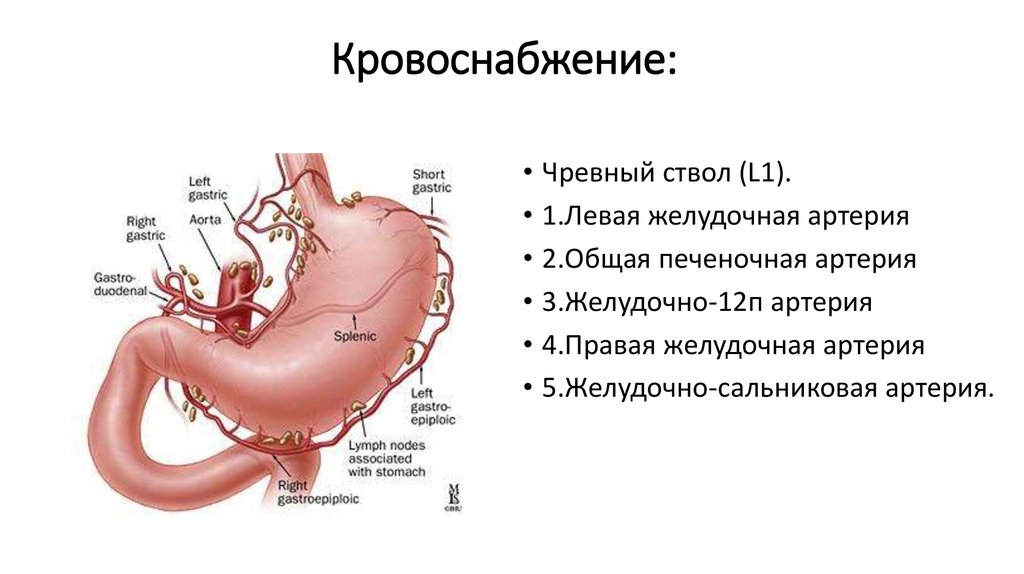 Кровоснабжение желудка анатомия схема