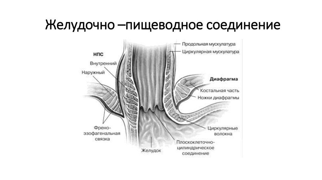 Пищевой сфинктер. Анатомия пищеводно-желудочного соединения. Анатомия пищеводно желудочного перехода. Пищеводный сфинктер анатомия. Нижний пищеводный сфинктер.