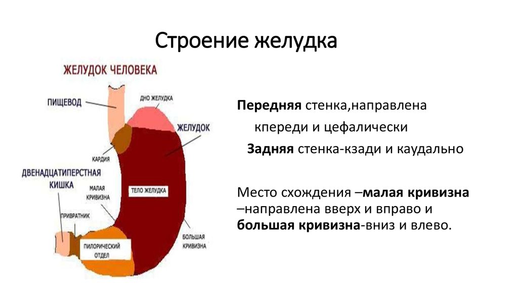 Желудок определение