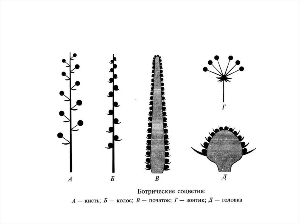 Кисть зонтик початок головка. Ботрическое соцветие. Сложные моноподиальные соцветия. Колосовидное соцветие. Простые ботрические соцветия.
