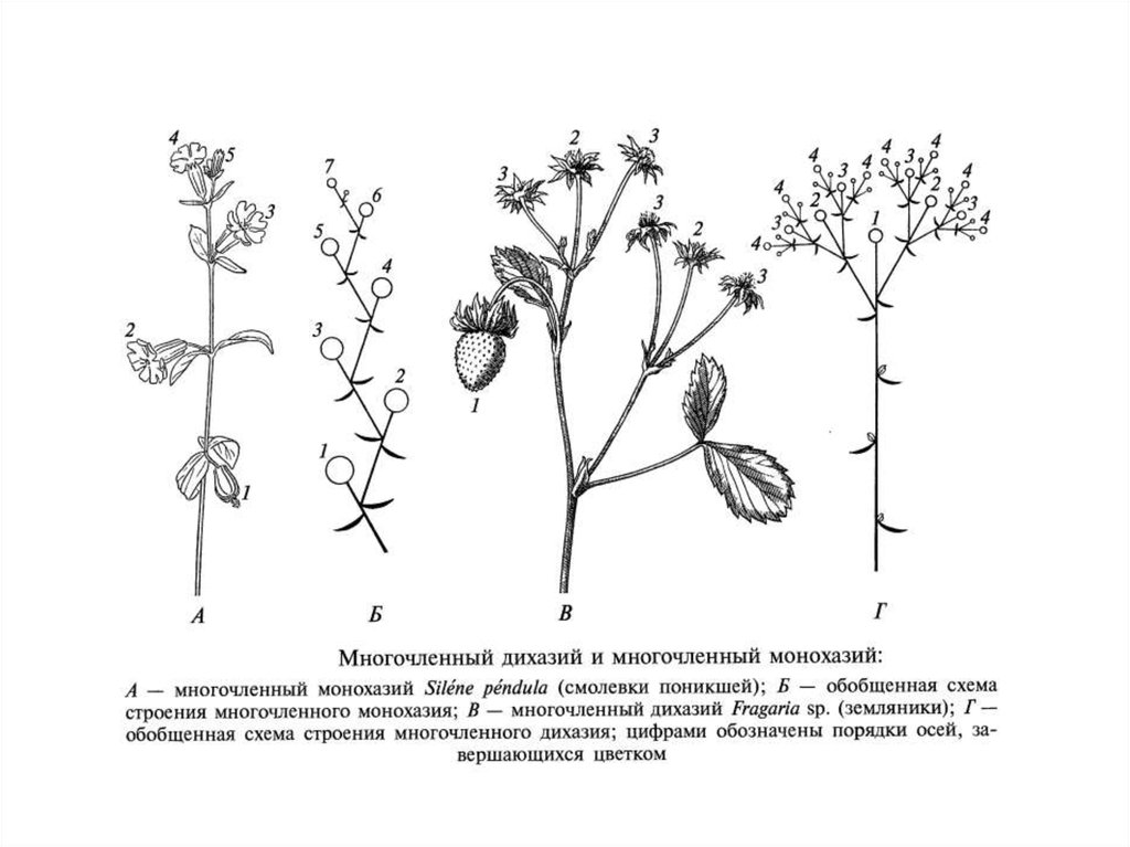 Схема цветка малины