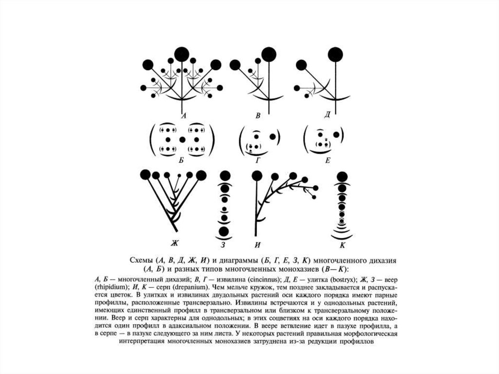 Ось цветка. Дихазий соцветие. Соцветие дихазий схема. Схема соцаетия дихазия березы. Соцветие извилина схема.