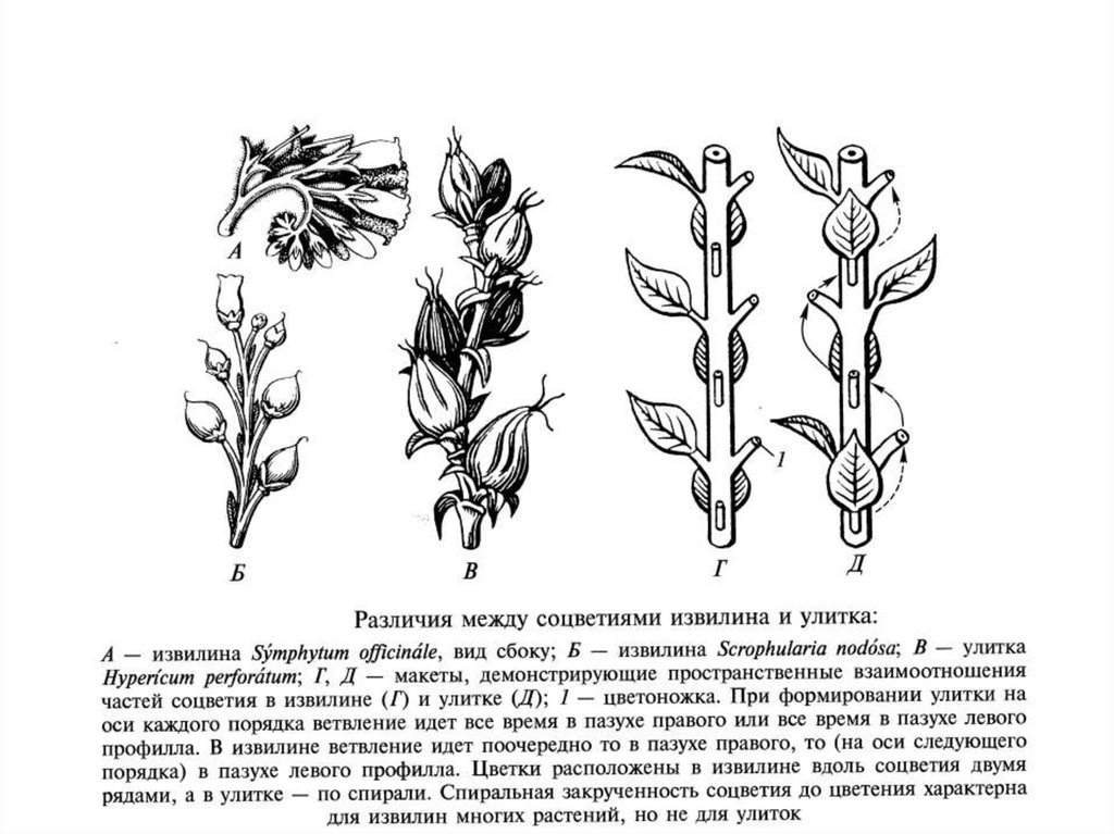 Каким номером на рисунке обозначено соцветие. Двойной завиток соцветие. Соцветие извилина примеры растений. Растения с соцветием извилина. Брактеозные соцветия.
