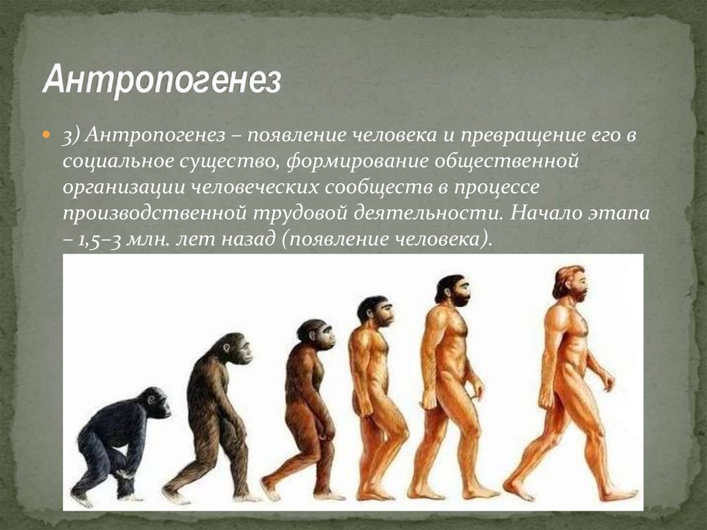 Наука изучающая происхождение эволюции человека